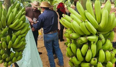 Tecnofam: o professor que plantou banana para dar errado e virou vitrine da agricultura familiar