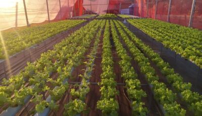 Agricultores de MS geram renda e perdem o medo da tecnologia com apoio da Fundect