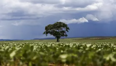 Crédito rural financiou R$ 92,4 bi em áreas com alertas ambientais