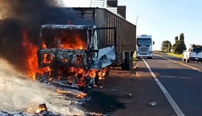 Bois são soltos na MS-395 após carreta pegar fogo