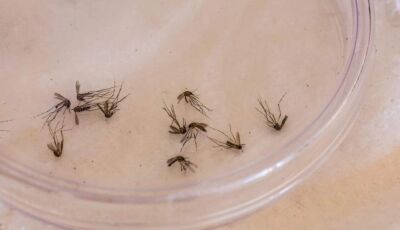 Morador de Bonito, menino de 11 anos é 1ª vítima da dengue em 2026 em MS
