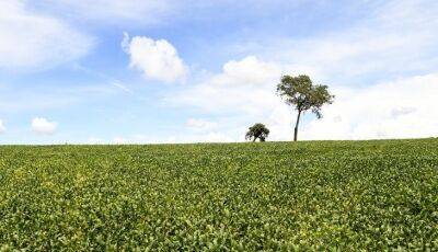 Vazio sanitário da soja prossegue até 15 de setembro em Mato Grosso do Sul