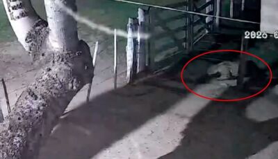 Onça-pintada é flagrada atacando e carregando cachorro para mata em chácara de Corumbá (vídeo)