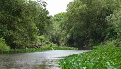 Mata Atlântica perdeu 184 mil hectares em MS enquanto lavouras avançaram 582%