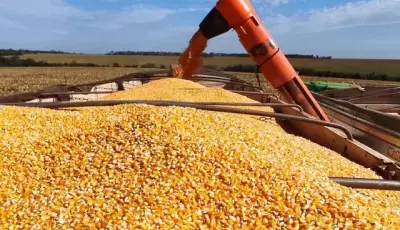 Milho ganha novo mercado em MS com avanço das usinas de etanol