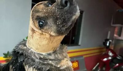 Animal se assusta com tempestade e fica preso em tubulação em Ivinhema