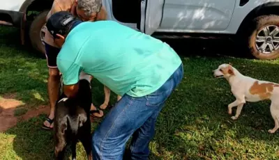 Cães e gatos: Jateí encerra campanha contra a raiva com Dia D de vacinação neste sábado 
