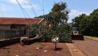 Temporal derruba árvores em bairros de Dourados e mobiliza equipes