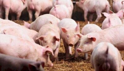 Glória de Dourados, Jateí e Dourados concentram 42% dos quase 2 milhões de suínos de MS