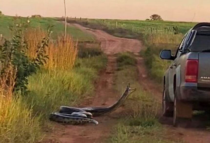 Essa é a 4ª vez que a cobra é vista