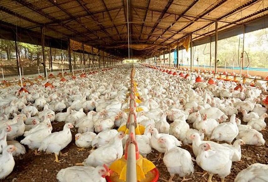 Avicultores de MS recebem com preocupação notícia de frango brasileiro com coronavírus.