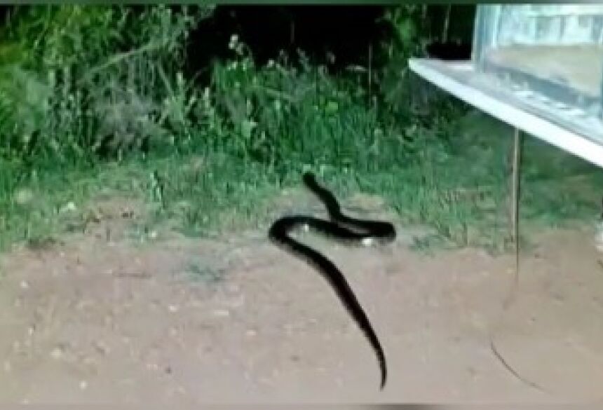 Cobra encontrada em capô de carro foi solta em área de mata pela PMA  