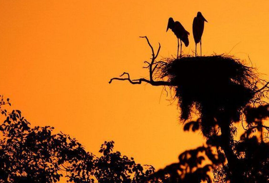 Miranda tem localização estratégica, com acesso fácil aos atrativos naturais do Pantanal. Fotos: Divulgação