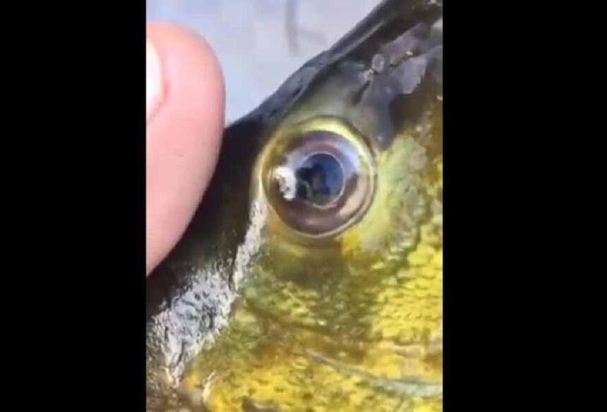 Vermes no olho do peixe