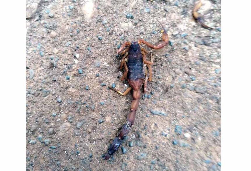 Escorpião capturado por moradora do Bairro BNH em Fátima do Sul