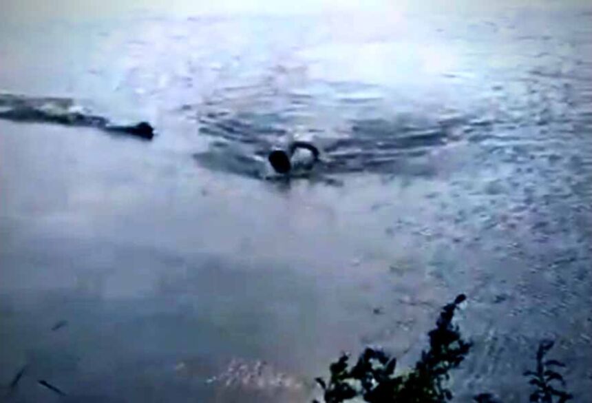 Homem chegou, tirou a camisa e pulou no lago. Logo depois notou o jacaré no local. Foto: Reprodução