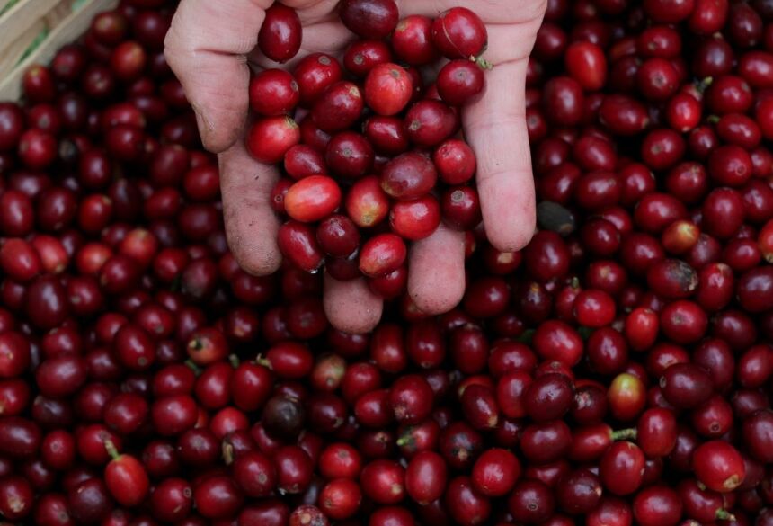 Estimativas da safra de café de 2022 são abaixo dos resultados de 2020. Conab afirma que é reflexo das condições climáticas 