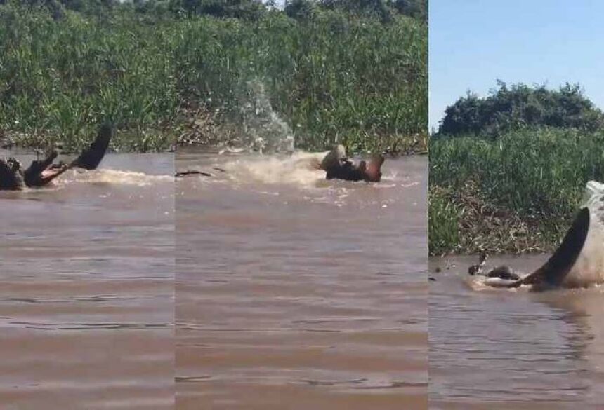 Ataque aconteceu na Reserva Ecológica Jaguar e foi filmado de pertinho por turistas - (Fotos: Reprodução, Jaguar Ecological Reserve)