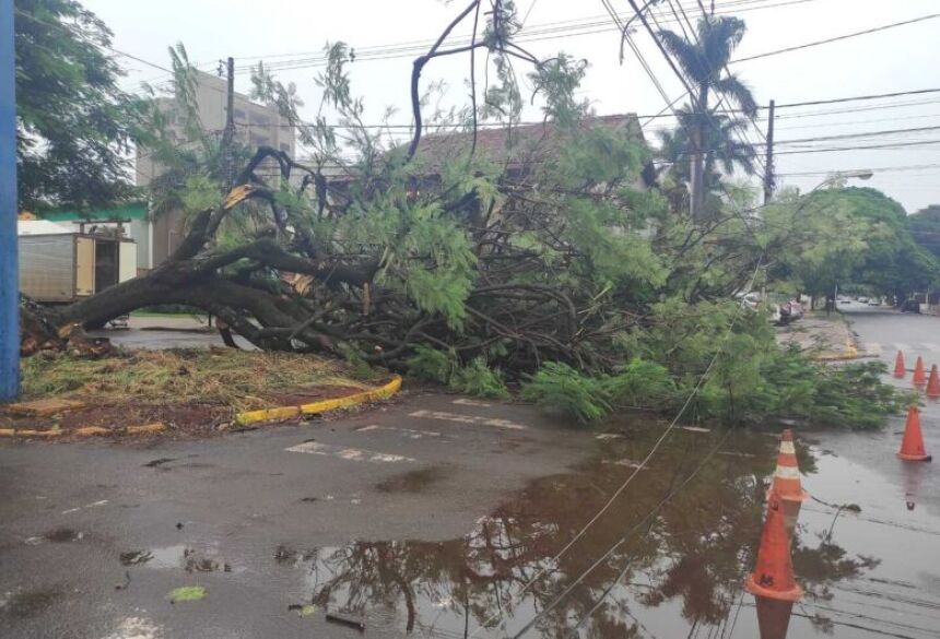 A árvore despencou no cruzamento entre a Hayel Bon Faker e a Ponta Porã no bairro Vila Planalto - Crédito: Hedio Fazan/Dourados News