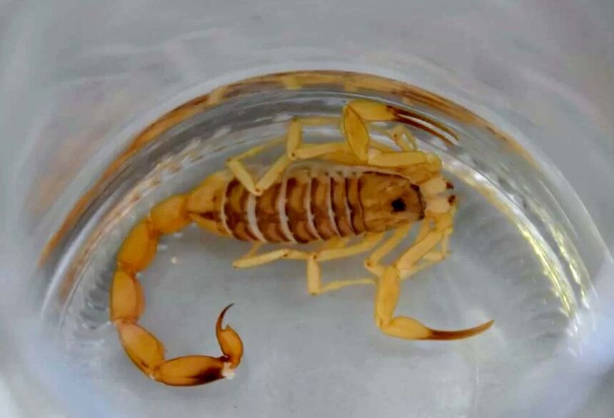 Recentemente morador próximo ao Lar do Idoso, teve a presença de um escorpião em sua casa Imagem: WhatsApp/MS24h/Divulgação
