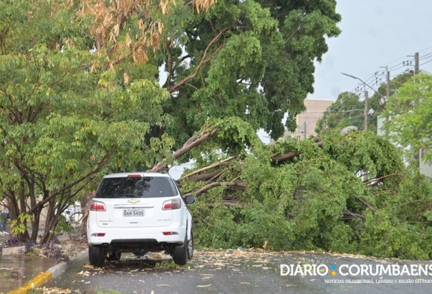 Uma das várias árvores que caíram durante a tempestade - Foto: Anderson Gallo/Diário Corumbaense