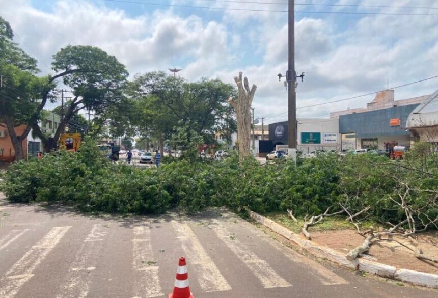 Remoção de árvores nas vias de Dourados acontece nesta sexta-feira (20) - Crédito: Assecom