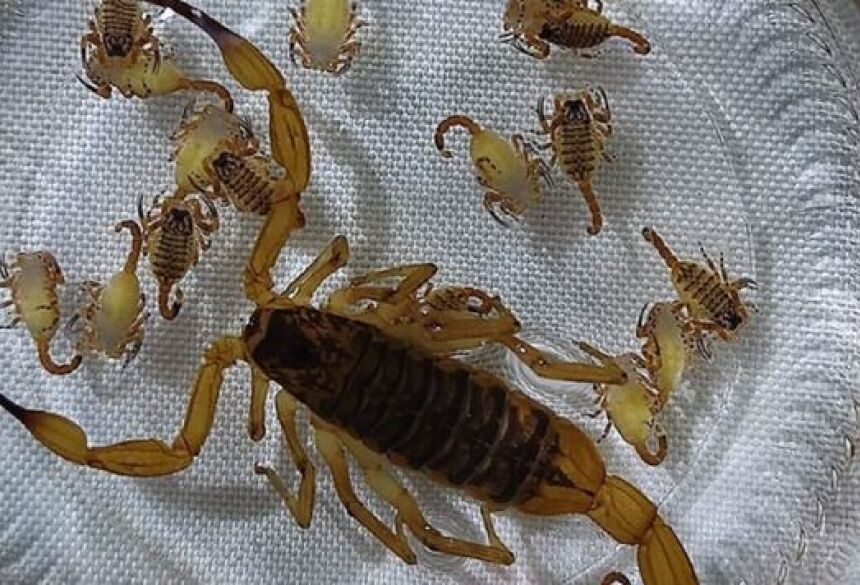 Foram cerca de 28 escorpiões achados recentemente - Crédito: Reprodução O Correio News