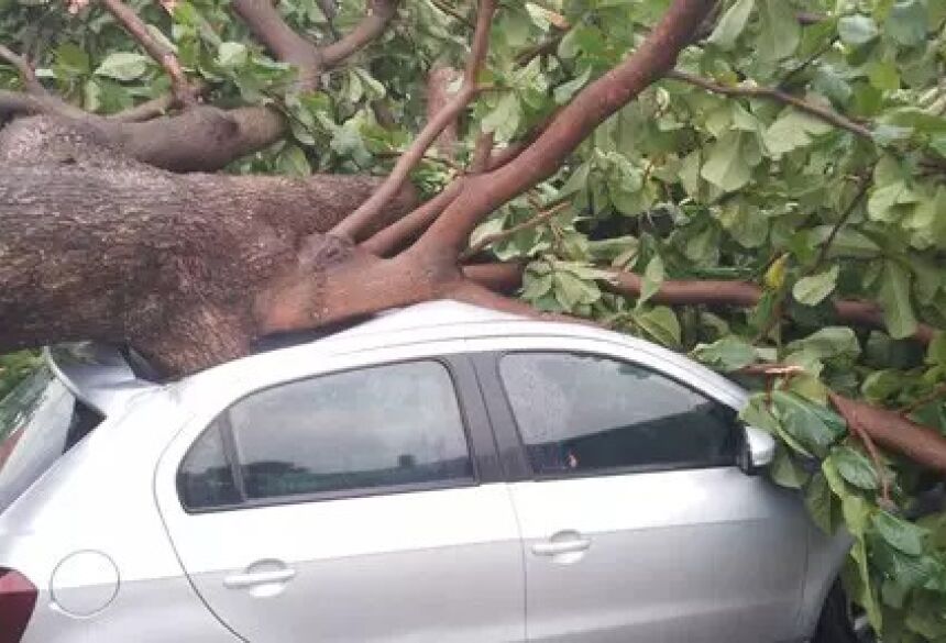 Árvore caiu em cima de carro que estava estacionado em frente a um casa (Foto: Direto das Ruas) - CREDITO: CAMPO GRANDE NEWS