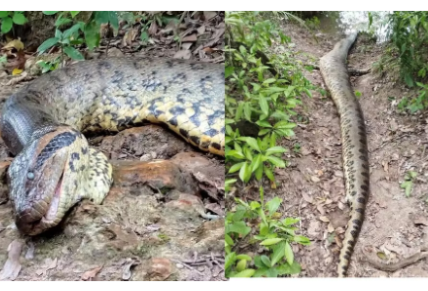 Cobra de quase 7 metros foi encontrada morta.  Foto: Reprodução