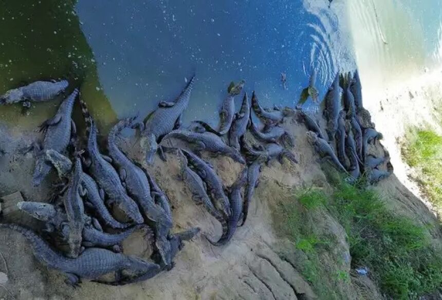 Com sol forte, sombra de ponte vira abrigo dos jacarés pantaneiros (Foto: arquivo pessoal/Gabriela Brasil) 