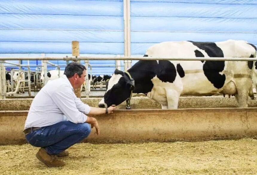 O criador e sua criatura: governador Eduardo Riedel ao lado de um dos animais melhorados geneticamente da raça Brangus (Foto: Instagram) 