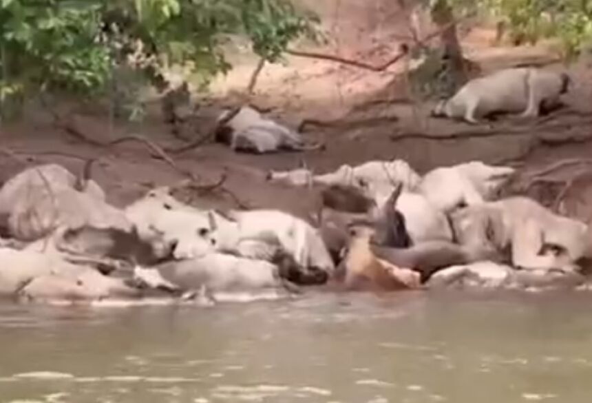 VÍDEO: Folha de Campo Grande