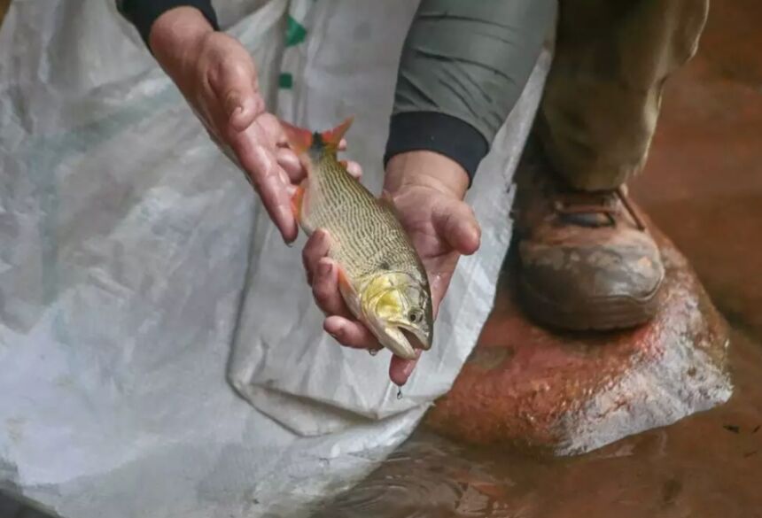 Dourado jovem resgatado durante operação que realocou peixes que estavam no Rio da Prata, este ano 