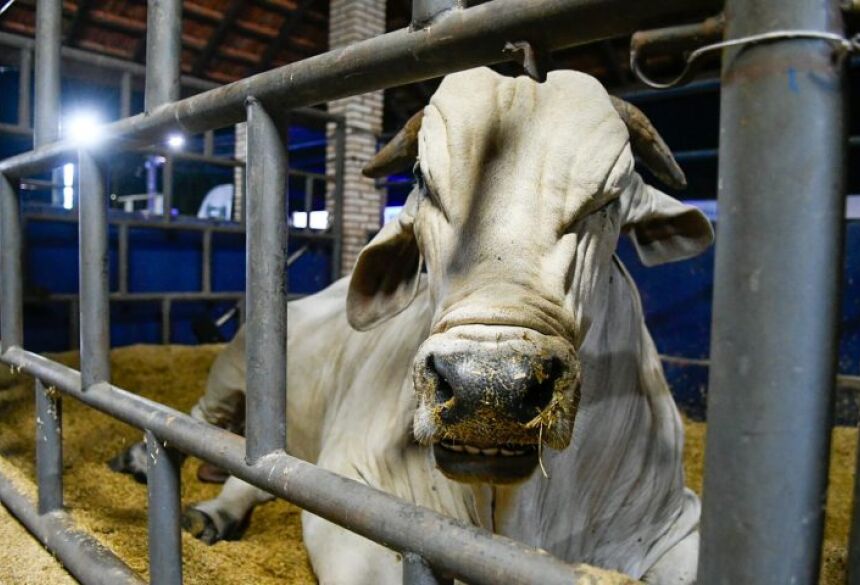 *com informações da Iagro