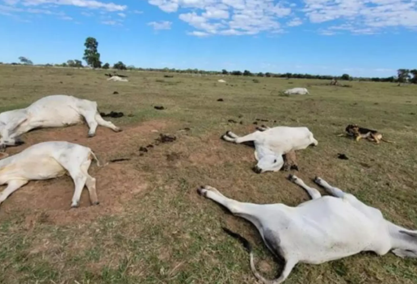 GADO - Cerca de 3 mil bovinos morreram por hipotermia em 2024 (Reprodução, Iagro)