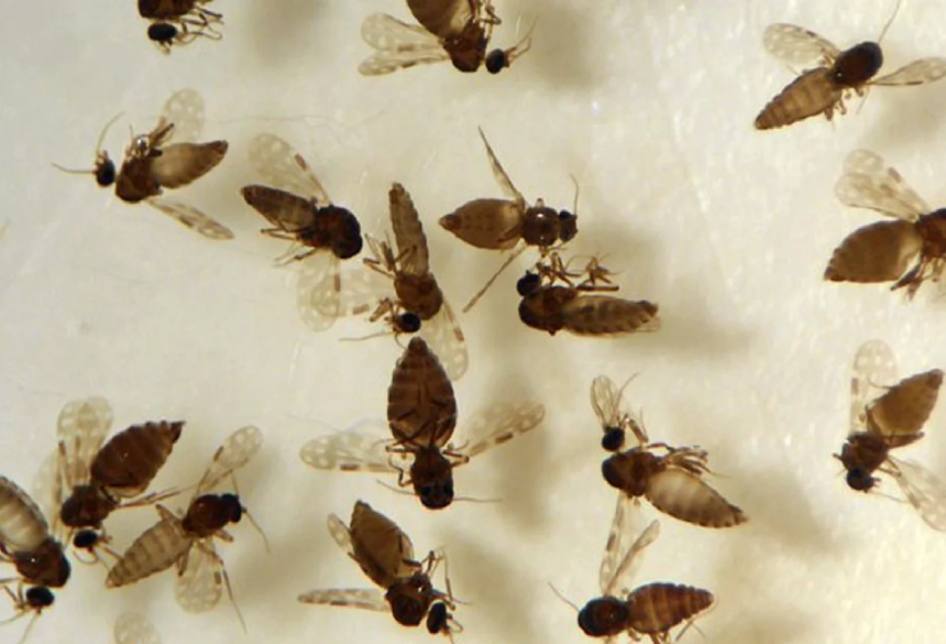 FEBRE OROPOUCHE - Vetor da febre oropouche é o maruim ou mosquito-pólvora, conhecido como 'porvinha'. (Divulgação, Fiocruz)