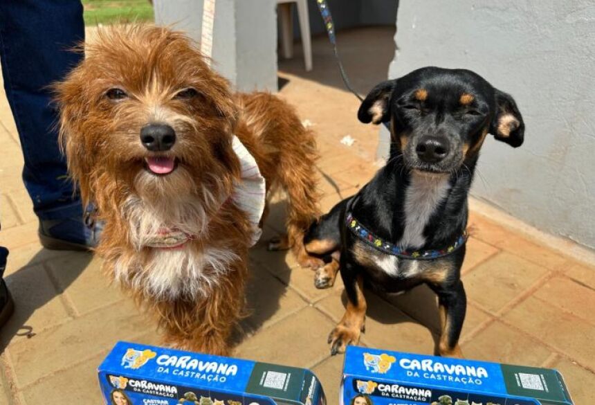 CARAVANA CÃES E GATOS EM MS - Fotos: divulgação
