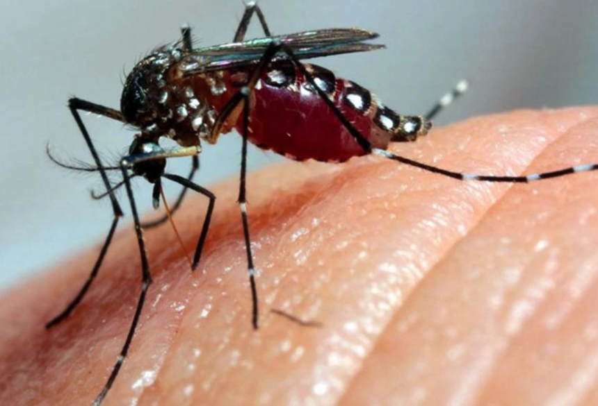 DENGUE - (Foto: Reprodução, Fiocruz)