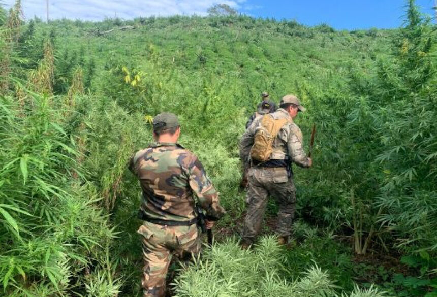 Policiai também destruíram roças de maconha; Foto: Divulgação