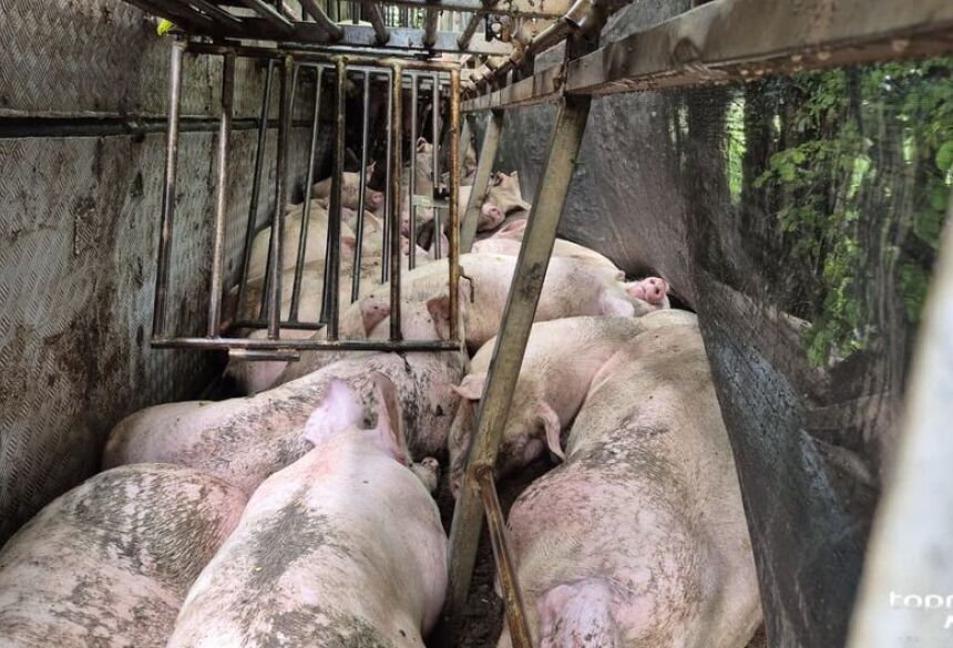 Carreta com 200 porcos tomba na BR 163 por causa de buraco na via / Berlim Caldeirão  