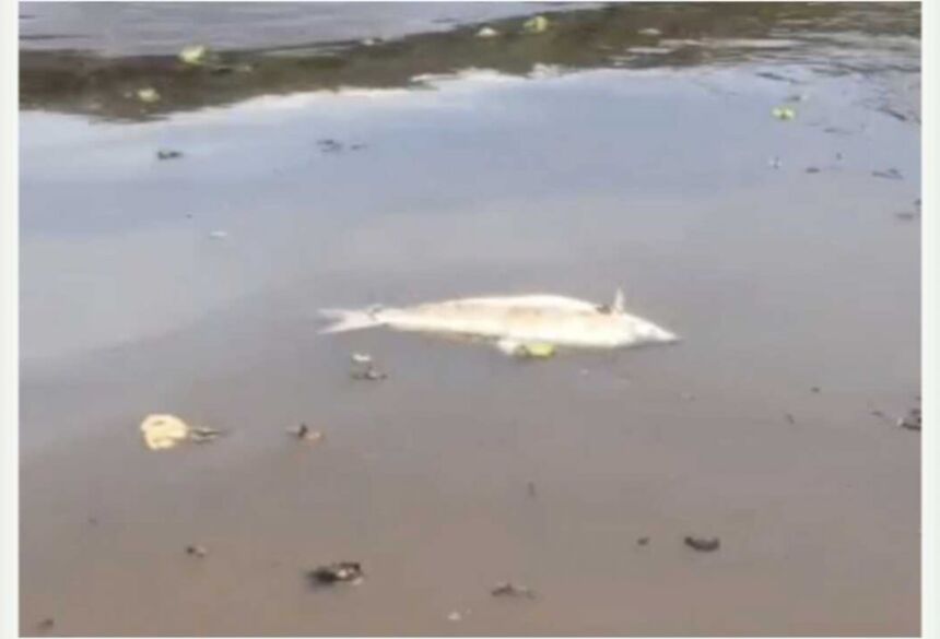 Exemplares foram encontrados no trecho em Paraíso das Águas - Reprodução
