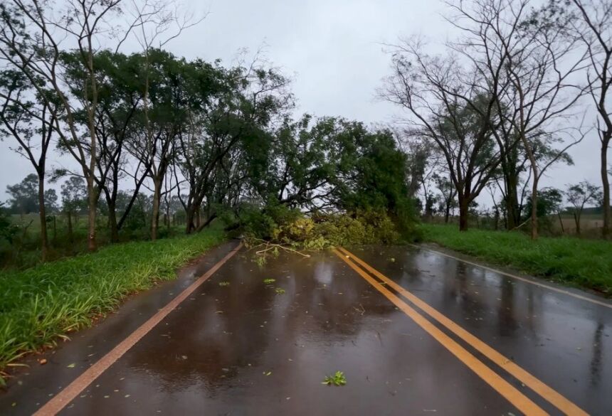 Árvore caída em rodovia nas proximidades de Caarapó - Foto: Divulgação