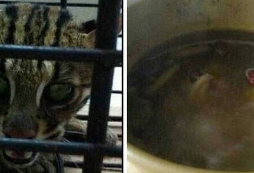 Foto: Divulgação/R7 A chinesa publicava fotos enquanto cozinhava seu gato