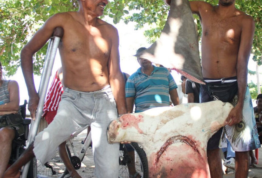 Tubarão martelo de 300 kg é capturado por pescadores em alto mar (Crédito: João Marcelo Cruz/Estagiário)