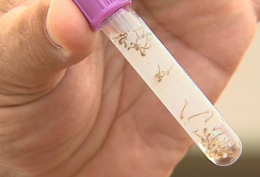 Quase metade dos municípios no Estado estão em alerta para casos de dengue Foto: Divulgação