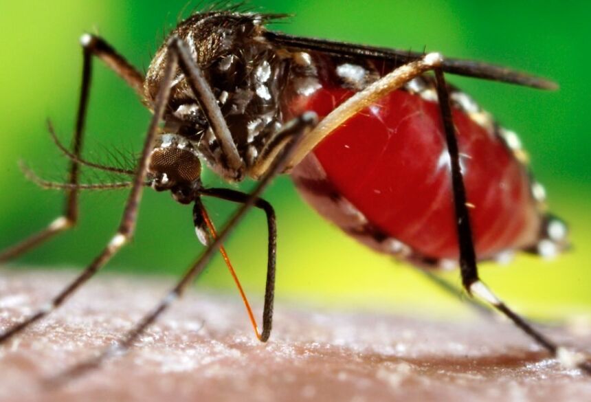 Doença é transmitida pelo Aedes aegypti infectado (Foto: Divulgação)