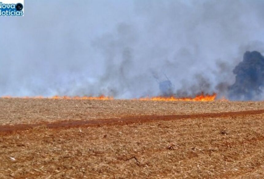 Fogo queimou grande parte da plantação de cana (Foto: Nova Notícias)