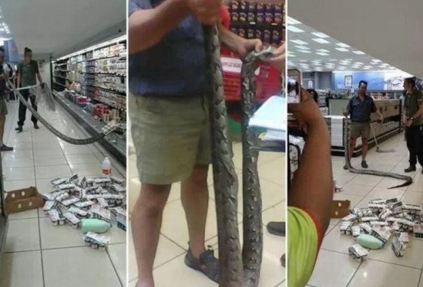 Cobra é retirada de geladeira com laticínios em supermercado | Reprodução/YouTube(HD News)