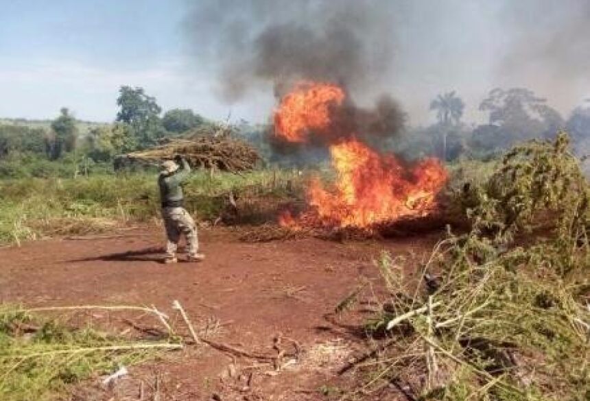 Maconha incinerada no Paraguai - Foto: Divulgação