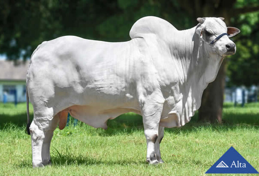 Alta tem touro avaliado em mais de R$ 1,2 milhão na ExpoZebu em Uberaba/MG